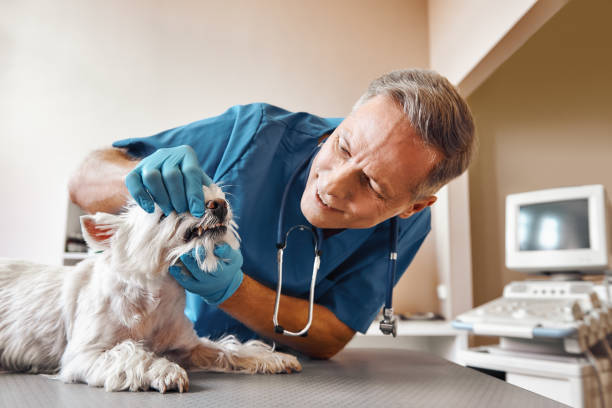 Best Dental Abscess Treatment in Zimmerman, MN